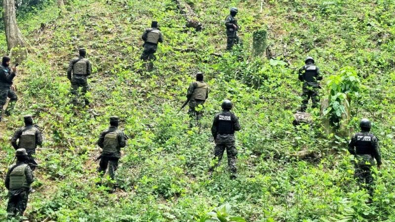 FFAA asegura más de 56 mil plantas de coca sembradas en el área protegida de Pico Bonito en Atlántida / HONDUSA-TV