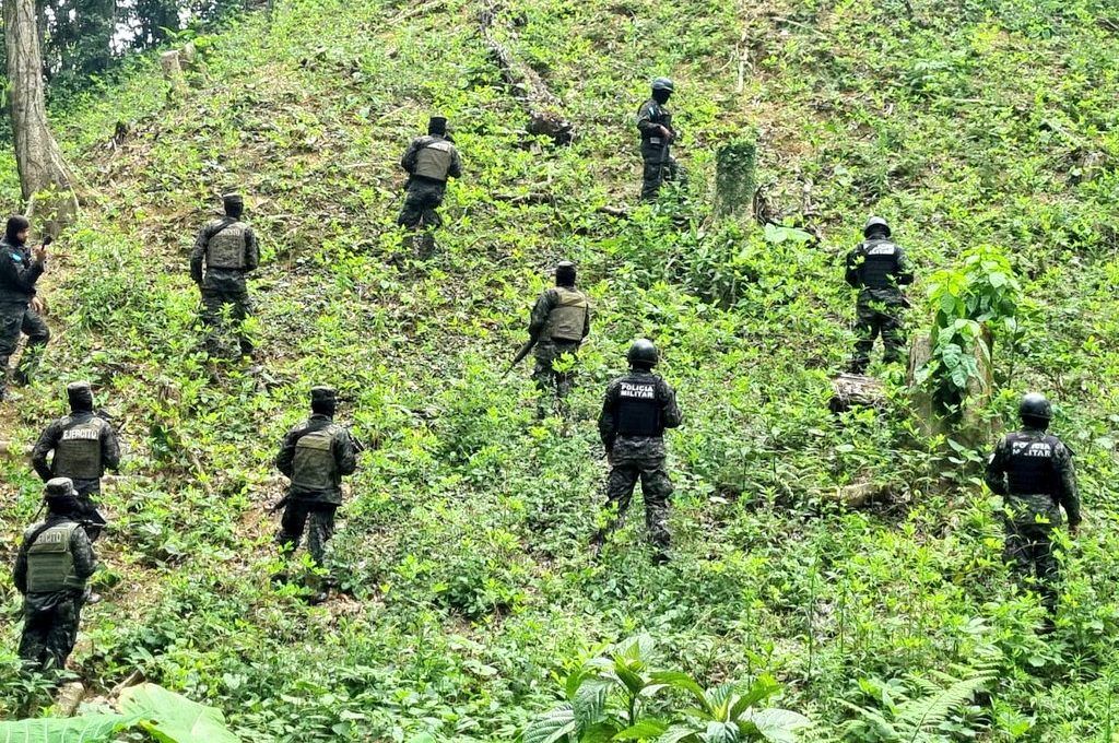 FFAA asegura más de 56 mil plantas de coca sembradas en el área protegida de Pico Bonito en Atlántida / HONDUSA-TV