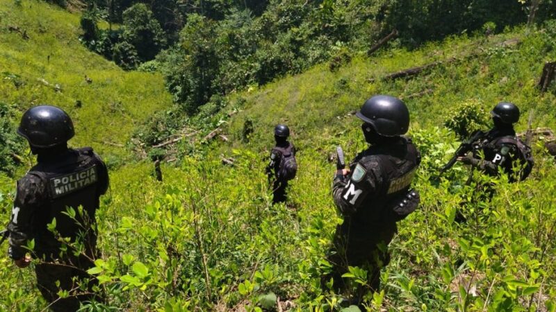 Más de 700 mil arbustos de hoja de coca fueron asegurados durante Semana Santa / Hondudiario