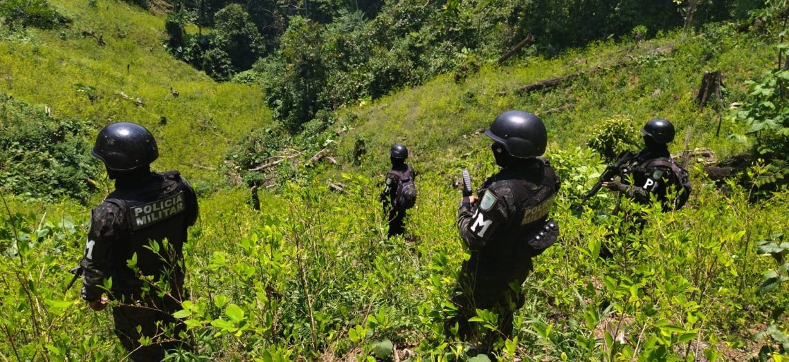 Más de 700 mil arbustos de hoja de coca fueron asegurados durante Semana Santa / Hondudiario