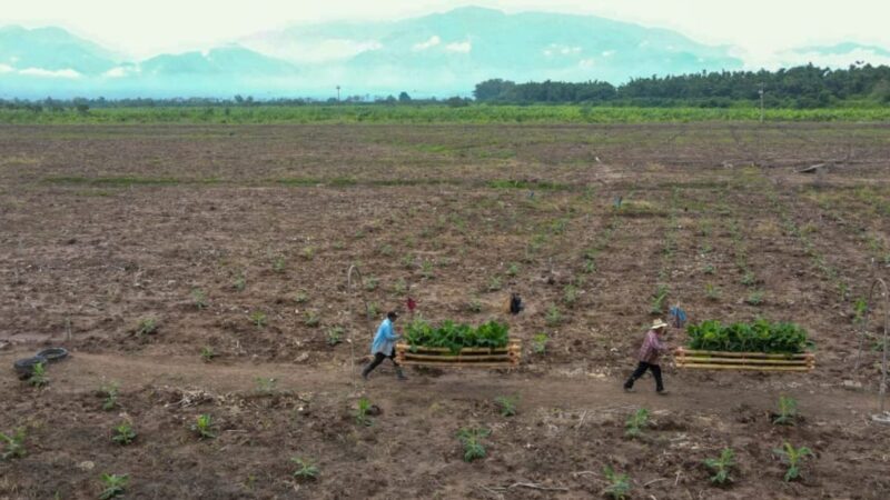 Honduras está perdiendo productores “a pasos agigantados” por la sequía y los altos costos  / Hondudiario