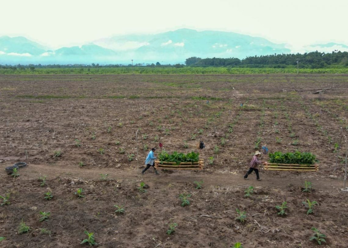 Honduras está perdiendo productores “a pasos agigantados” por la sequía y los altos costos  / Hondudiario