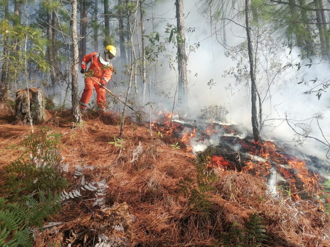 Casi 400 hectáreas de bosque consumidas por las llamas en La Tigra y no descartan mano criminal / Hondudiario