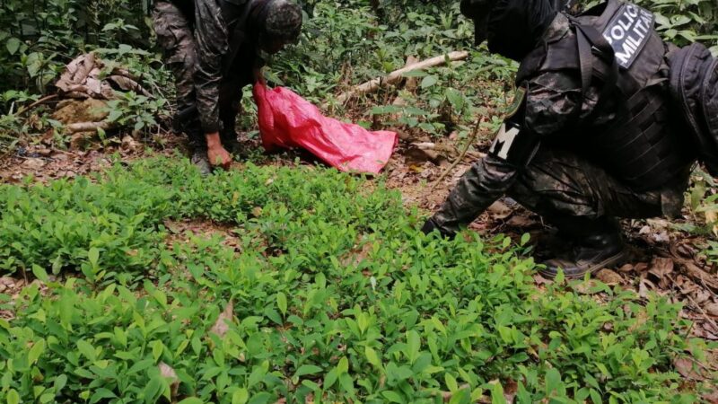 Encuentran y aseguran 120 mil plantas de coca en La Masica, Atlántida / Hondudiario