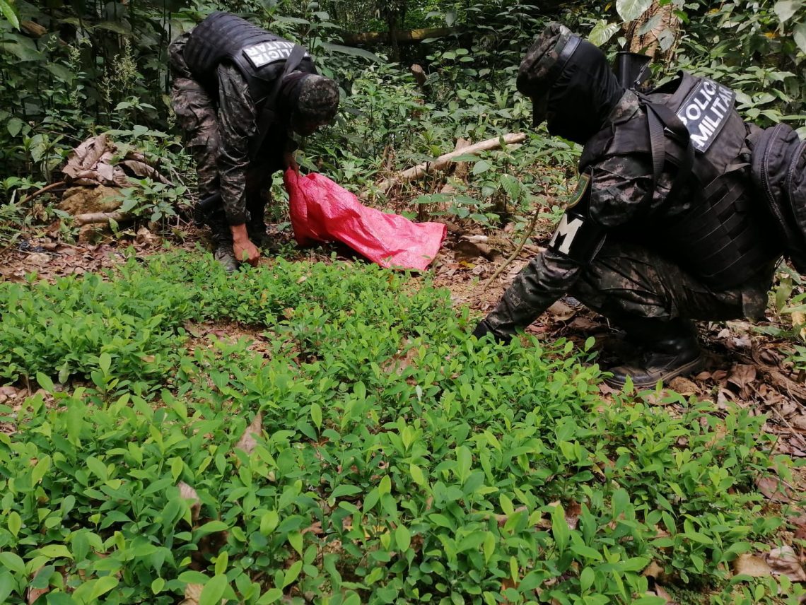 Encuentran y aseguran 120 mil plantas de coca en La Masica, Atlántida / Hondudiario