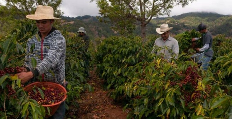 Más de 82,000 mil productores recibirán el Bono Cafetalero este año / El País