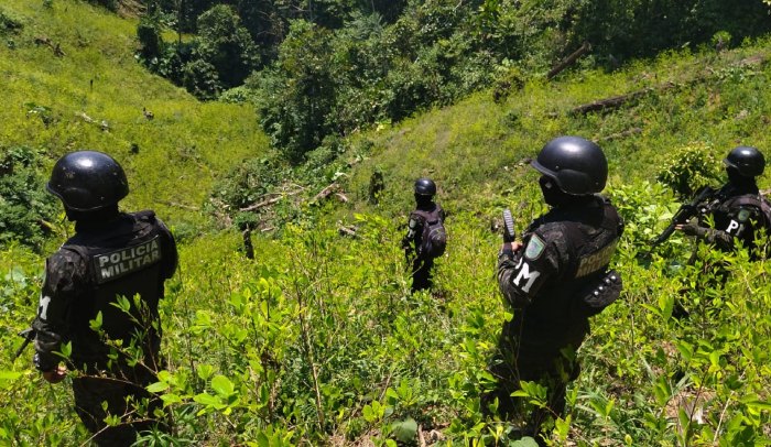 Incautan 337.590 plantas de hoja de coca en Atlántida / El País