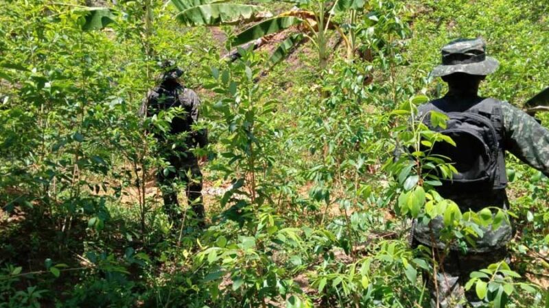 Más de 22 mil plantas de coca encuentran en Tocoa, Colón / Proceso Digital