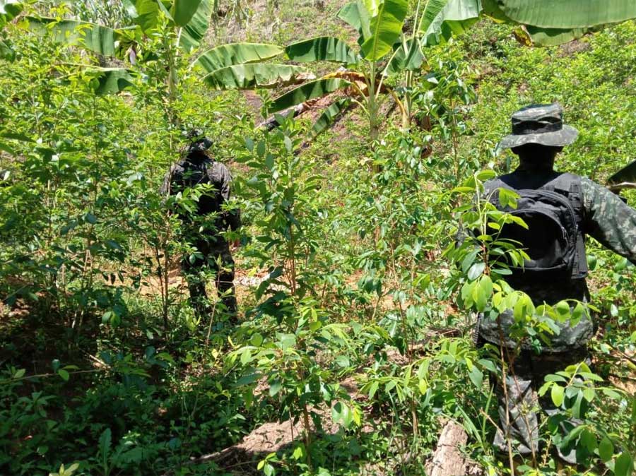 Más de 22 mil plantas de coca encuentran en Tocoa, Colón / Proceso Digital