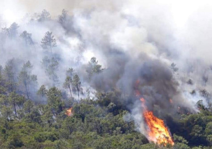 Arde Honduras, incendios afectan bosques en 16 departamentos / Proceso Digital