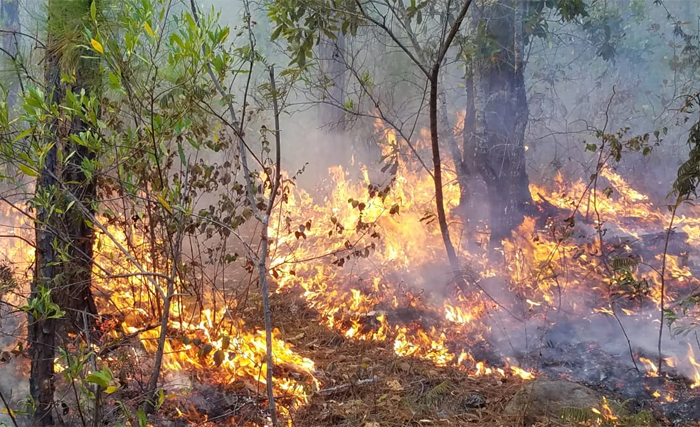 Dos incendios forestales activos en Ojojona y Santa Lucía, reporta el Cuerpo de Bomberos / Proceso Digital