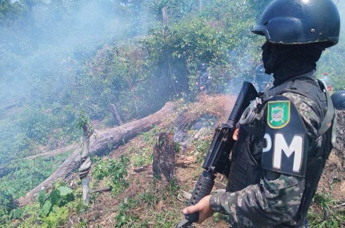 Incineran cinco manzanas de arbusto de hoja de coca en Atlántida / El País