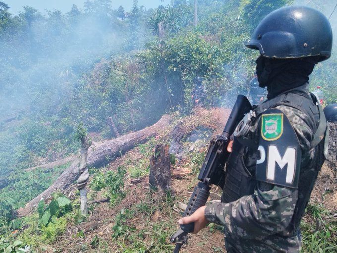 Incineran cinco manzanas de arbusto de hoja de coca en Atlántida / El País