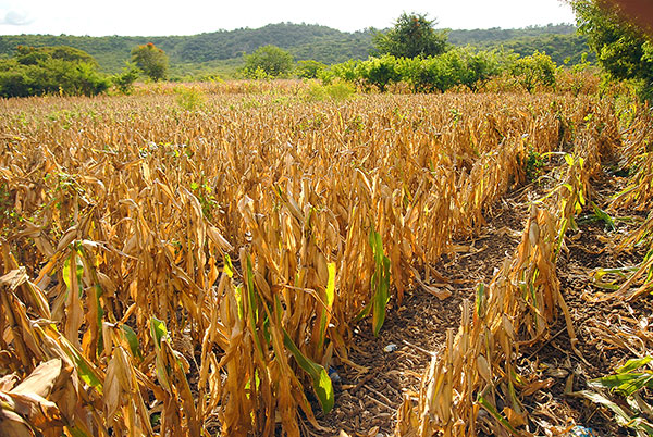 Canícula será “intensa” y sequía  afectaría producción agropecuaria, advierte Copeco / Proceso Digital