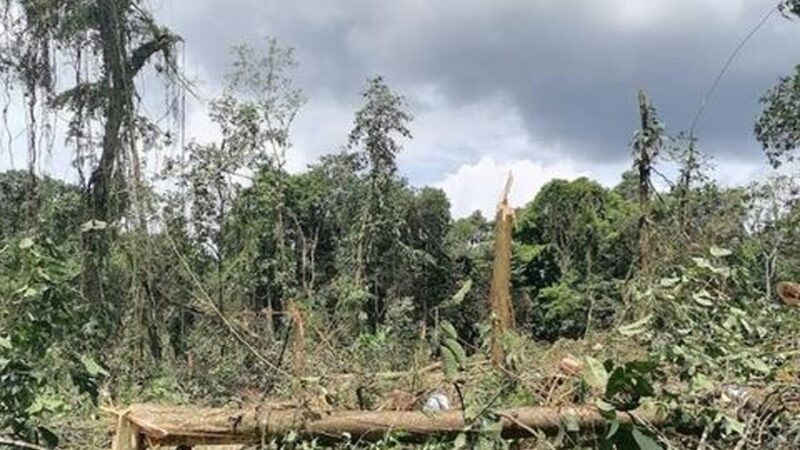 Miles de hectáreas de bosque han sido destruidas en La Mosquitia por operaciones del narco / Proceso Digital