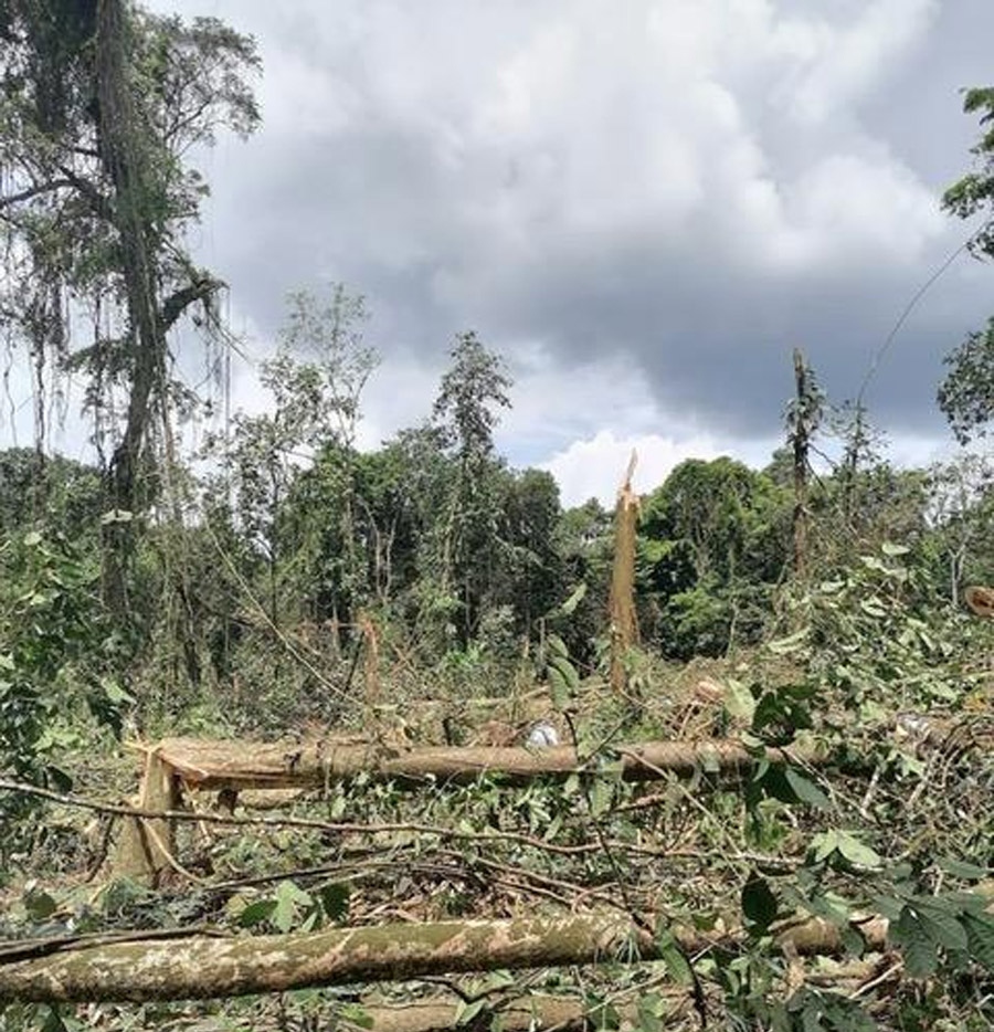 Miles de hectáreas de bosque han sido destruidas en La Mosquitia por operaciones del narco / Proceso Digital