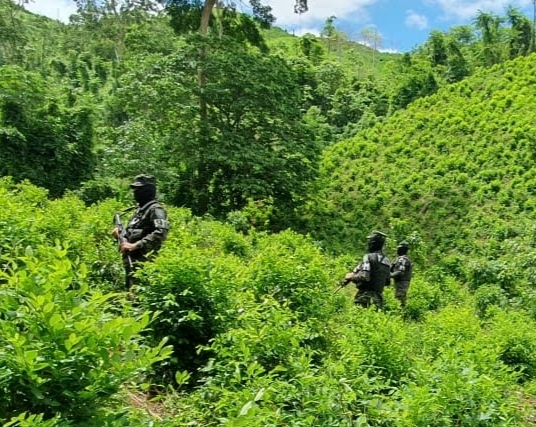 Equipo Fiscal Contra Microtráfico de Drogas continúa labor de erradicación de cultivos de hoja de coca en Patuca, Olancho