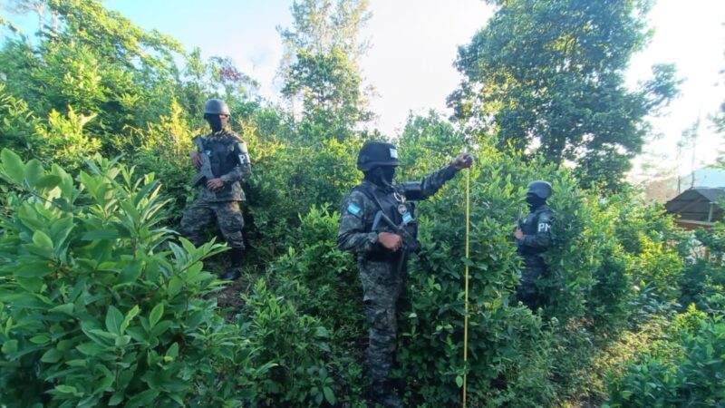 Autoridades de Honduras continúan desmantelando redes de narcotráfico: otros 400 mil arbustos de coca incautados