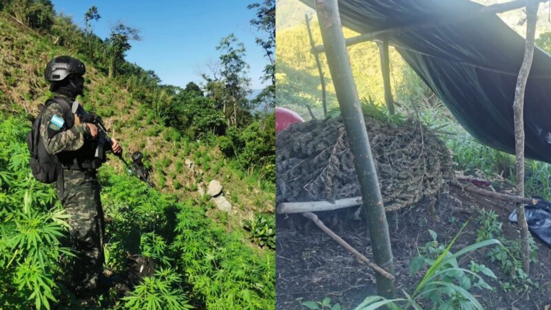 SEDENA: equipos especiales de FF. AA. y Ministerio Público logran incautación de 43,900 plantas de marihuana y 200 libras más en hoja seca, en Tocoa (Colón)