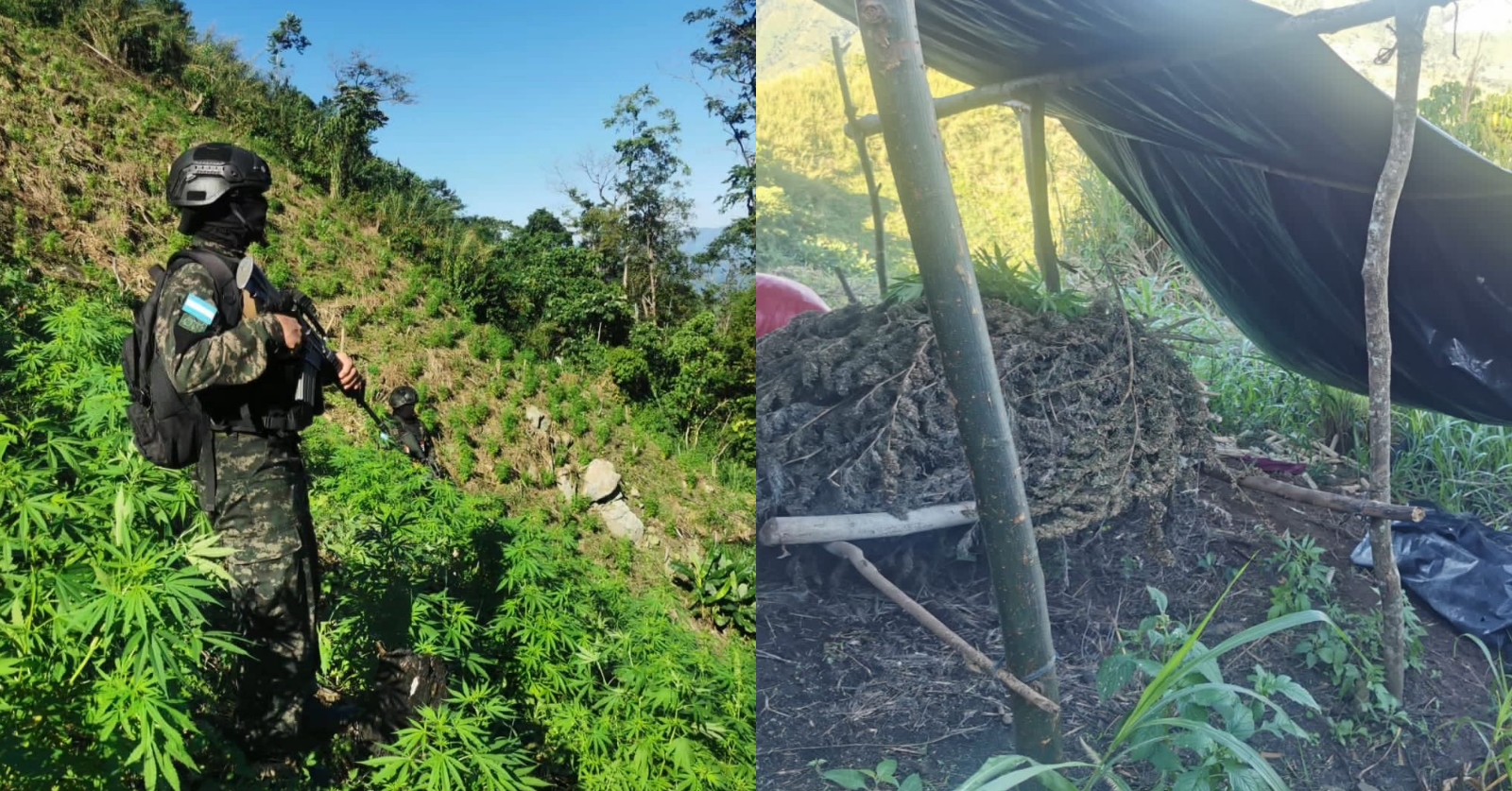 SEDENA: equipos especiales de FF. AA. y Ministerio Público logran incautación de 43,900 plantas de marihuana y 200 libras más en hoja seca, en Tocoa (Colón)