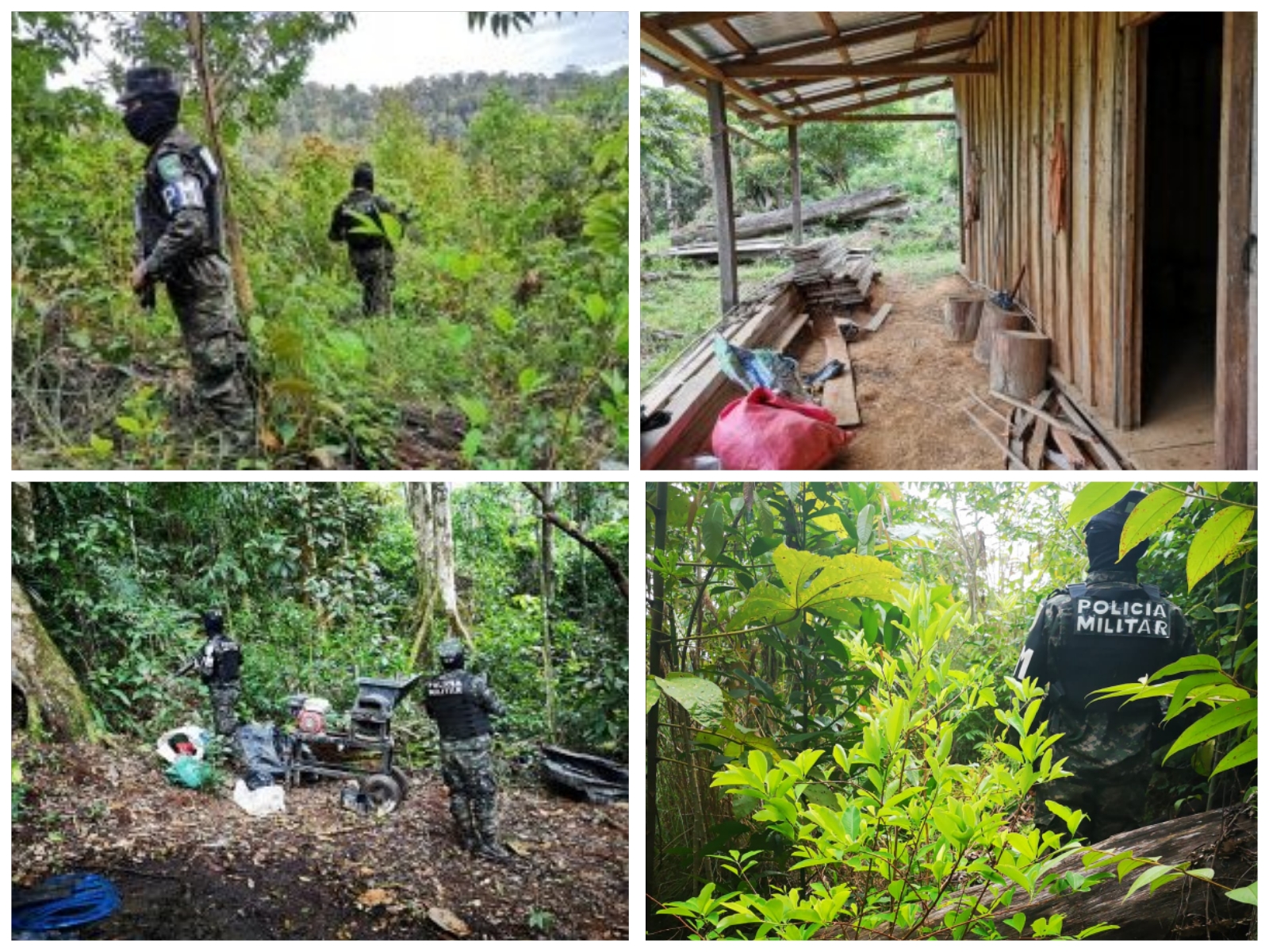 Otro duro golpe al narcotráfico: Fuerzas Armadas de Honduras aseguran más de 367 mil arbustos de coca en Patuca, Olancho