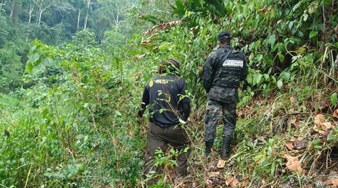 Operativo antidrogas en Honduras asegura 1,500 plantas de coca en Olancho